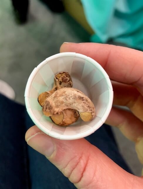 Karma wrapped cashew in a sample cup expo west 2019