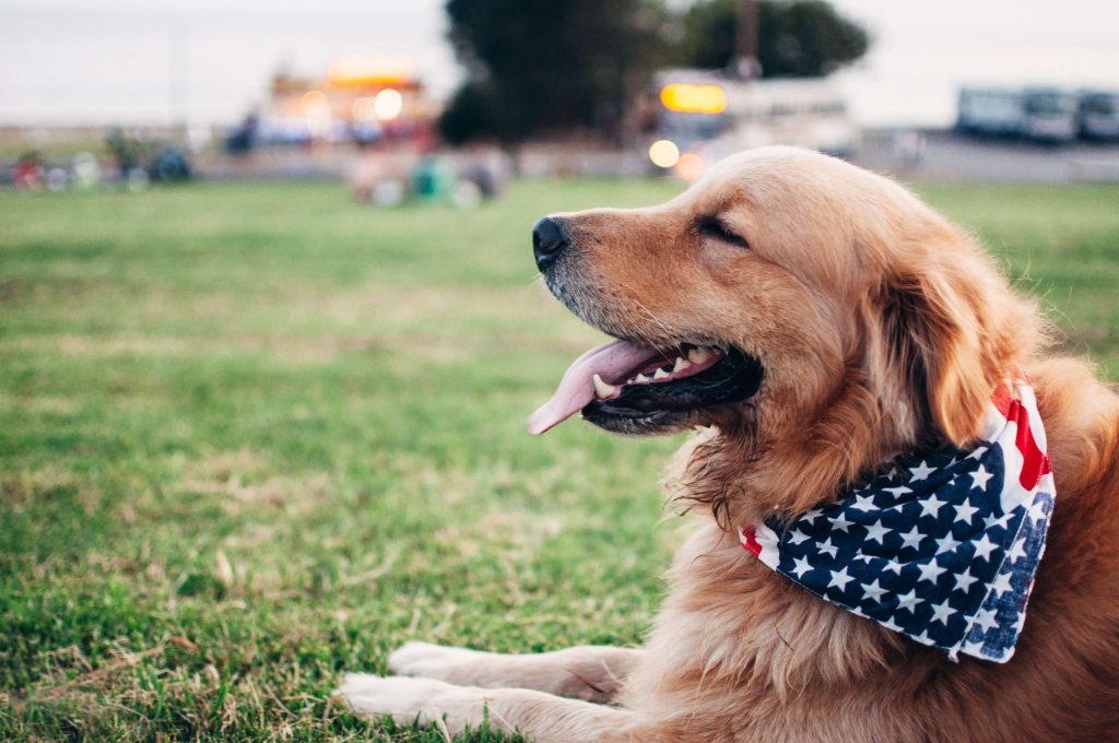golden retriever dog with american flag bandana lying down on grass